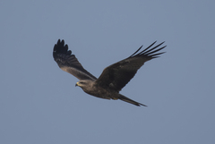 Milvus migrans