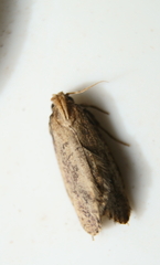 Acrolophus propinqua