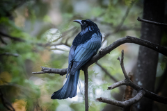 Dicrurus hottentottus