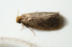 Acrolophus propinqua