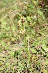 Ophrys sphegodes