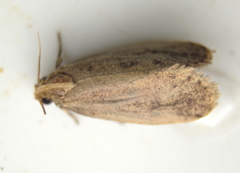 Acrolophus propinqua