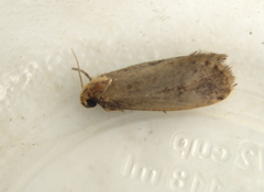 Acrolophus propinqua