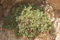 Lafuentea rotundifolia