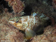 Serranus papilionaceus