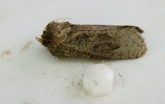 Acrolophus arcanella