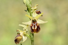 Ophrys sphegodes