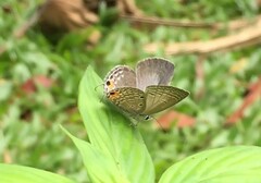 Luthrodes pandava pandava