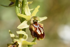 Ophrys sphegodes