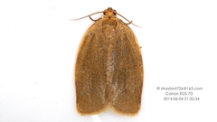 Choristoneura luticostana