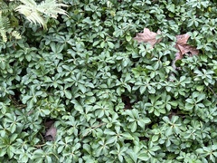 Pachysandra terminalis