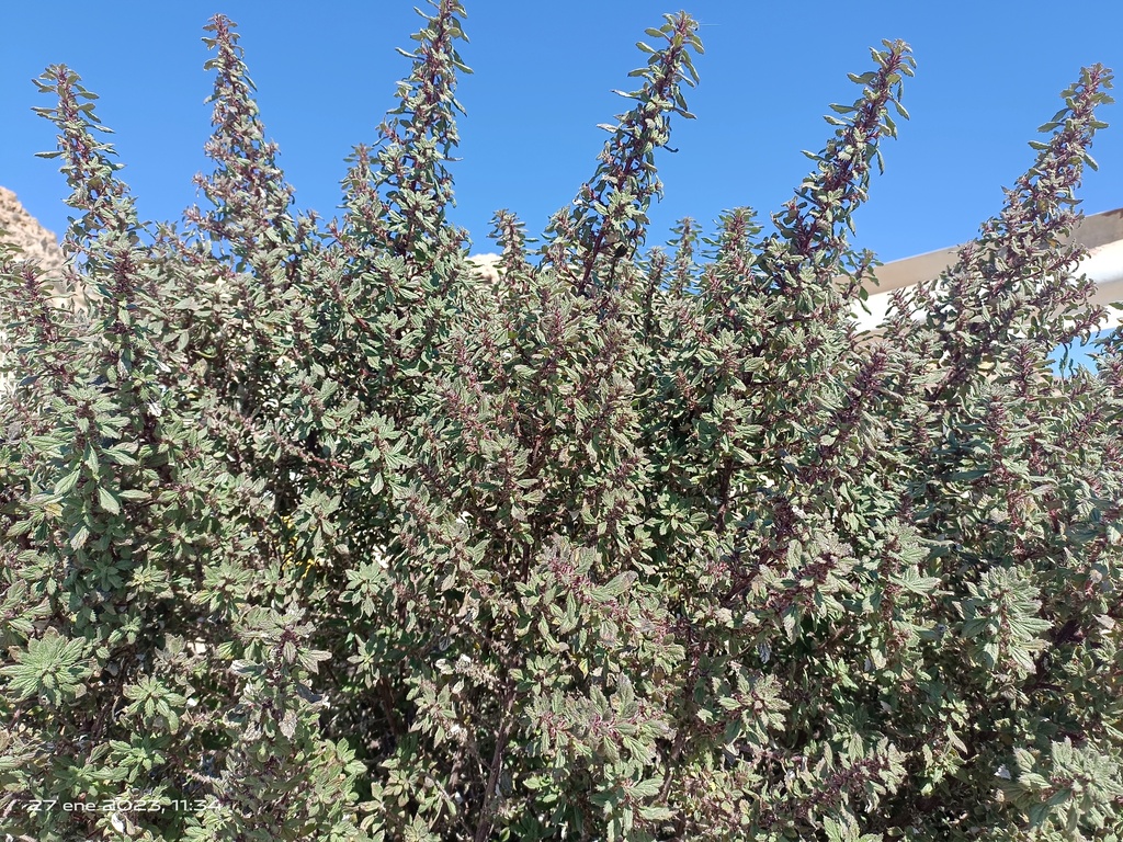 Desert Nettle