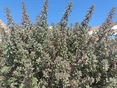 Forsskaolea tenacissima