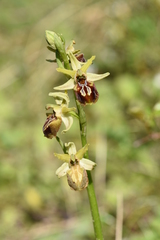 Ophrys sphegodes