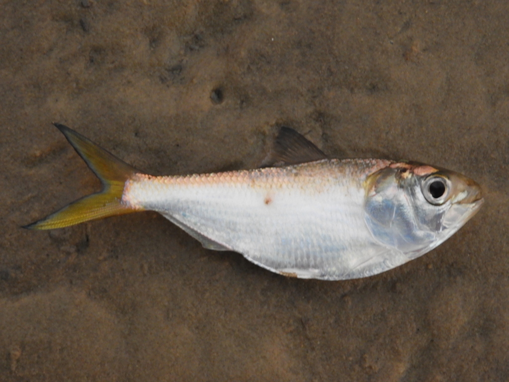 Bonga (Ethmalosa fimbriata) — Clupeidae