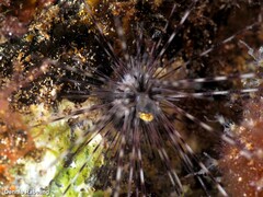 Diadema africanum