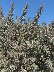 Forsskaolea tenacissima