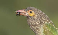 Psilopogon zeylanicus