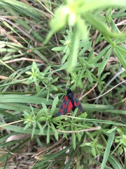 Zygaena filipendulae