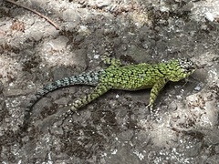 Sceloporus malachiticus