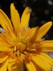 Berkheya cuneata