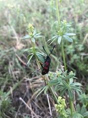 Zygaena filipendulae