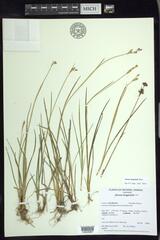 Juncus longistylis