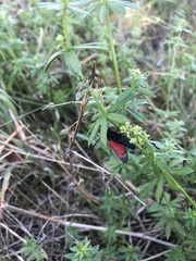 Zygaena filipendulae