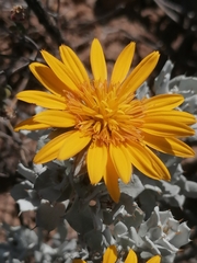 Berkheya cuneata