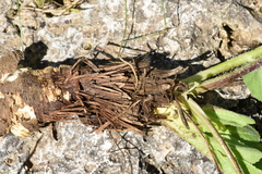 Heptaptera colladonioides