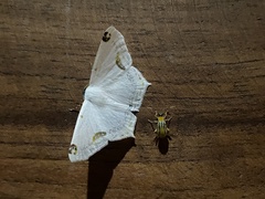 Sericoptera mahometaria