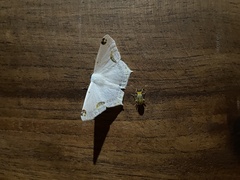 Sericoptera mahometaria