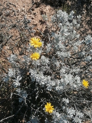 Berkheya cuneata