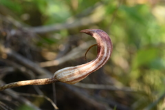Arisarum vulgare vulgare