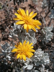 Berkheya cuneata