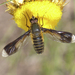 Comptosia quadripennis - Photo (c) Gordon Claridge, some rights reserved (CC BY-NC), uploaded by Gordon Claridge