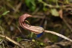 Arisarum vulgare vulgare