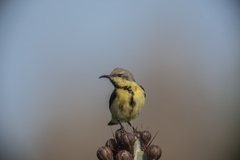 Cinnyris asiaticus