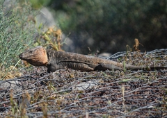 Gallotia stehlini