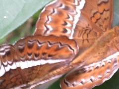 Lebadea martha malayana