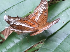 Lebadea martha malayana