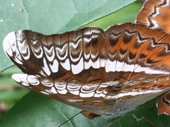 Lebadea martha malayana