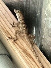 Anolis stratulus