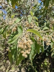 Lippia substrigosa