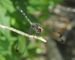 Dythemis