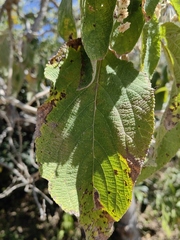 Lippia substrigosa