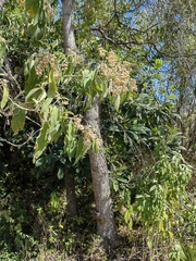 Lippia substrigosa