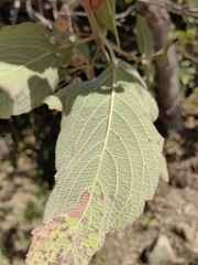 Lippia substrigosa