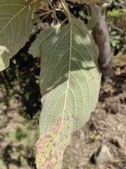 Lippia substrigosa