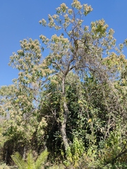 Lippia substrigosa